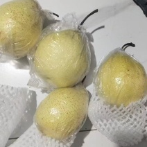 膜代鸭梨
