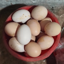 土鸡蛋