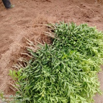 占地苗，占地柑橘苗，占地树苗，
