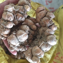 [牛]阳春沙姜【精品沙姜】/鲜姜/大型冷库/大量供货/