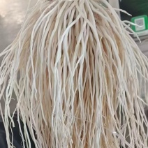 韭菜根