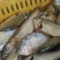太阳鱼