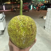 网红面包果现货秒
