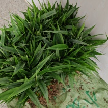 益智苗
