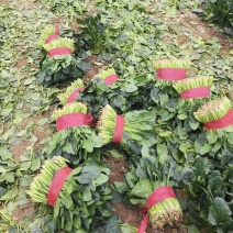 菠菜货源充足，大量有货！