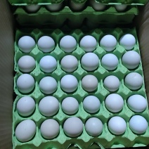 湖北绿壳土鸡蛋，500件，中码出货