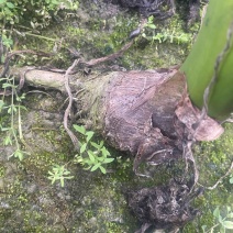3万亩大基地荔浦芋头种苗品种纯正品质靠谱