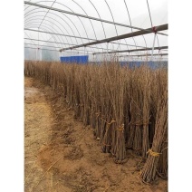 樱花苗樱花树苗,日本樱花小苗嫁接早樱晚樱盆栽庭院绿化