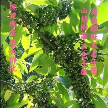 木姜子苗改良高产山胡椒量大价优产地直销批发包邮