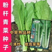 粉杆青菜种子云南特色小苦菜种子中早熟耐寒田园蔬菜种子