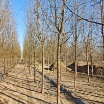 旱柳速生柳3公分8公分各种规格都有产地直供大量
