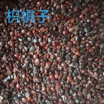 枳椇子