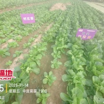 趴地菠菜