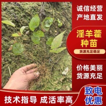 四川乐山沙湾高含量柔毛淫羊藿种苗/货源充足/欢迎选购