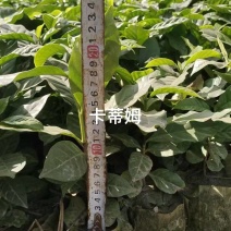 卡蒂姆咖啡苗