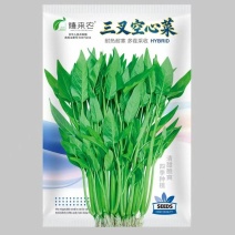 福州三叉大梗空心菜种子1斤大叶空心菜种籽旱地水地栽培农户
