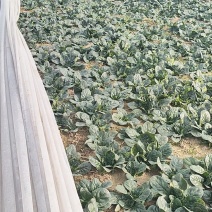 河南趴地菠菜