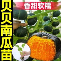 江苏宿迁贝贝南瓜苗基地直发保成活率提供技术指导抗病强