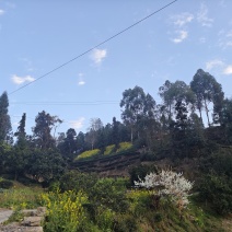 高山云雾茶