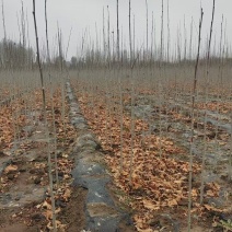 大量出售法桐树苗规格全数量大***********