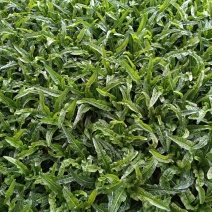 红油麦菜苗