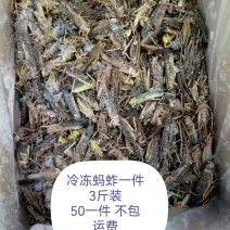 东北三省批发蚂蚱