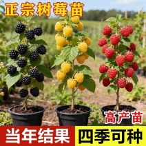 树莓树苗双季覆盆子活苗黄红黑树苗南北方均可阳台盆栽地栽
