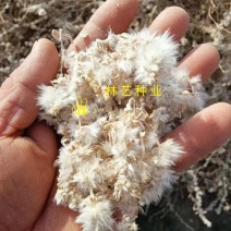 骆绒藜种子荒山绿化种籽耐旱耐寒防风固沙沙漠地带护坡