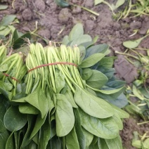 菠菜批发