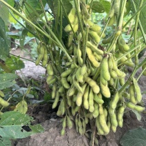 开科源特早熟鲜食毛豆种子高产甜糯大豆黄豆荚四季大粒蔬菜种