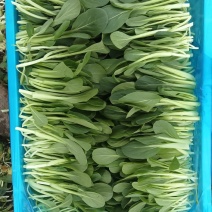 鸡毛菜