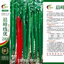 3号线椒种子，高产抗病顺直光滑，品质保障