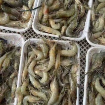 速冻的规格是8～10货量大需要可联系
