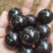 广东嘉宝果，产地湛江雷州