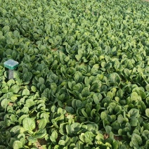 菠菜圆叶菠菜大量产地供应