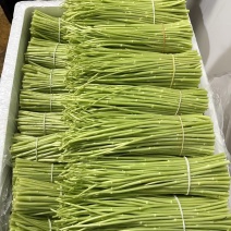 黎蒿