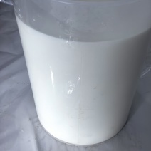 每日鲜羊奶，产地直发，支持视频看货，量大价优