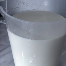 每日现挤鲜羊奶