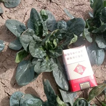 正宗趴地菠菜