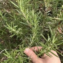 迷迭香鲜植可食用便宜处理