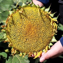NWS618法兰西**矮大头向日葵种子矮杆抗倒伏油葵种籽