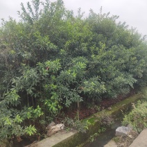 杜英