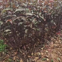 紫叶矮樱