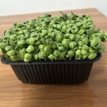 青黄豆芽苗菜
