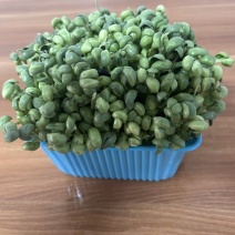 采用黑豆栽培青黑豆芽苗菜