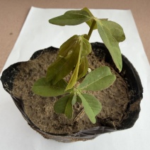 黄心木薯种苗、华南9号种苗、木薯