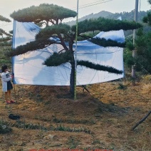 特选造型松黑松盆景高档小区庭院等造型布局，价格详谈