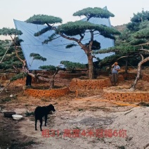 山东精品造型松黑松盆景等规格齐全，全国供应，高端布局