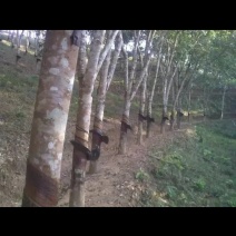 橡胶树