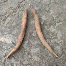 木薯